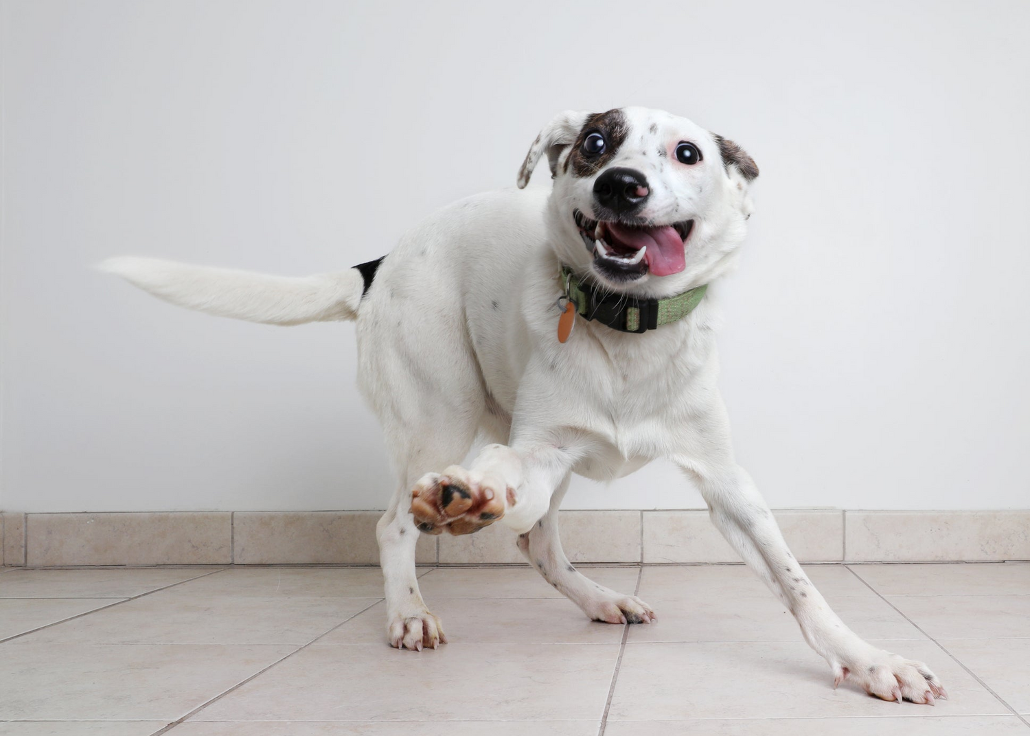 A healthy and happy dog in clean minimalist setting, symbolising veterinary-led pet health.